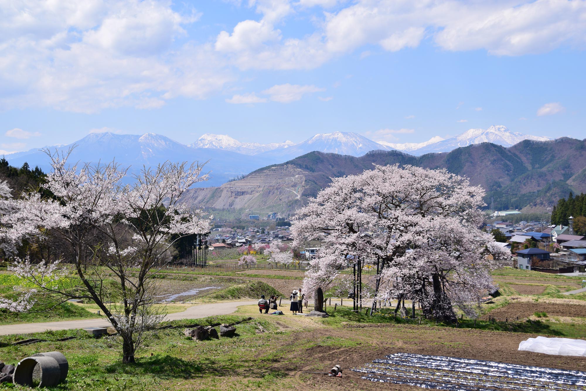 黒部のエドビガン桜